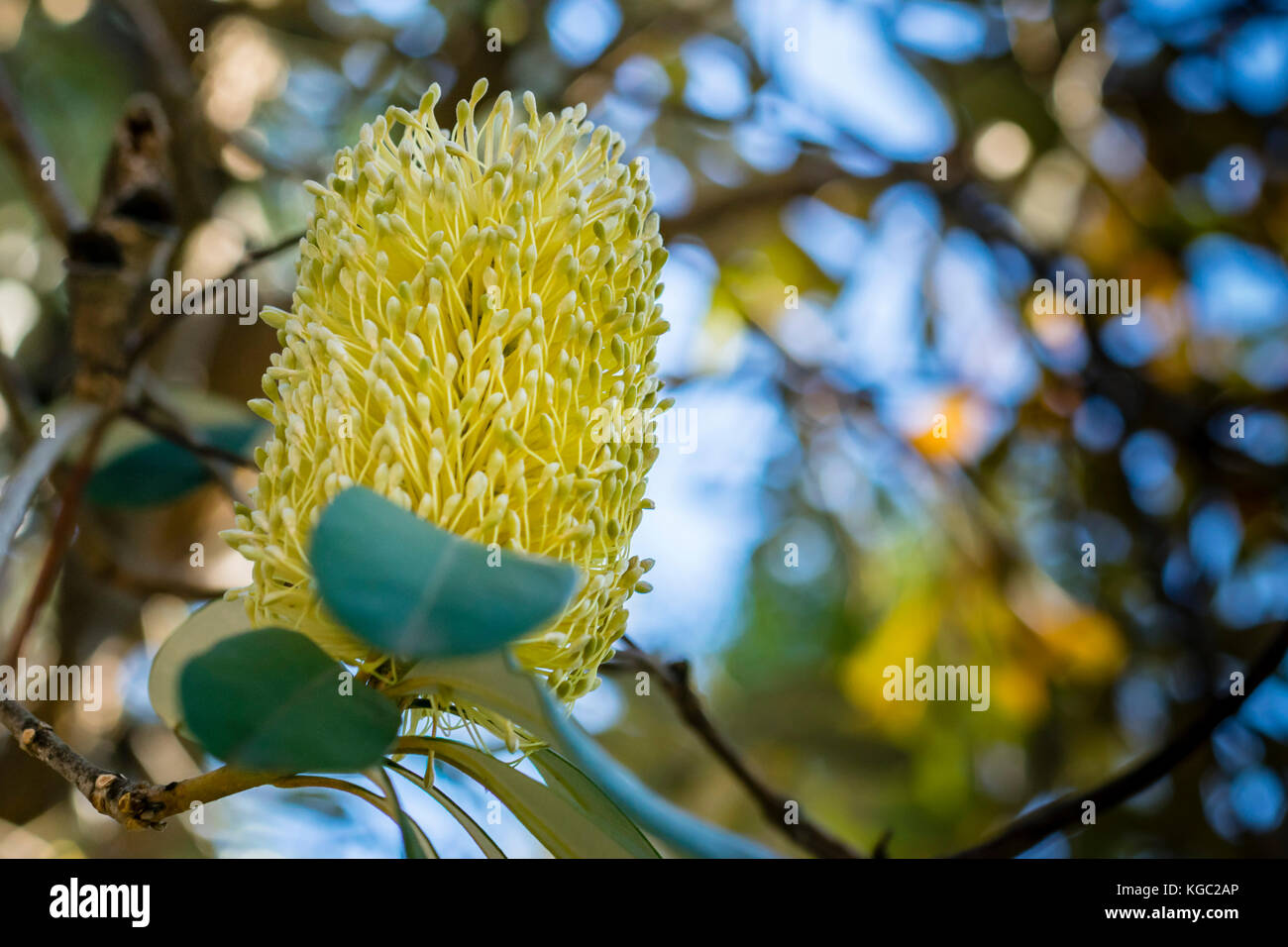 Yellow Australian Banksia flower on tree, closeup, soft background. Macro of native Australian plant, Banksia flower, low angle view, bokeh. Stock Photo