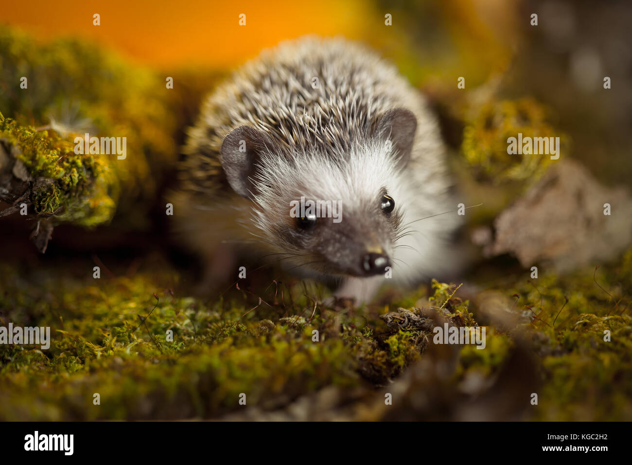 African pygmy hedgehog on moss Stock Photo Alamy