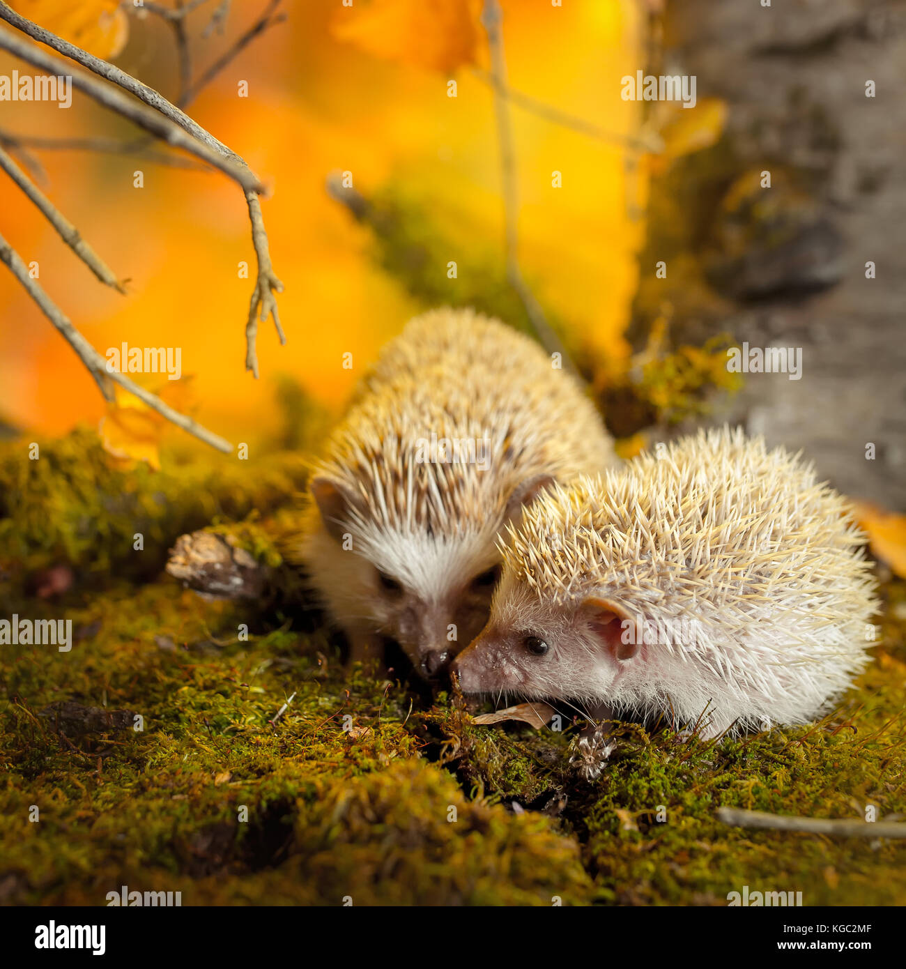 African pygmy hedgehogs on moss Stock Photo Alamy