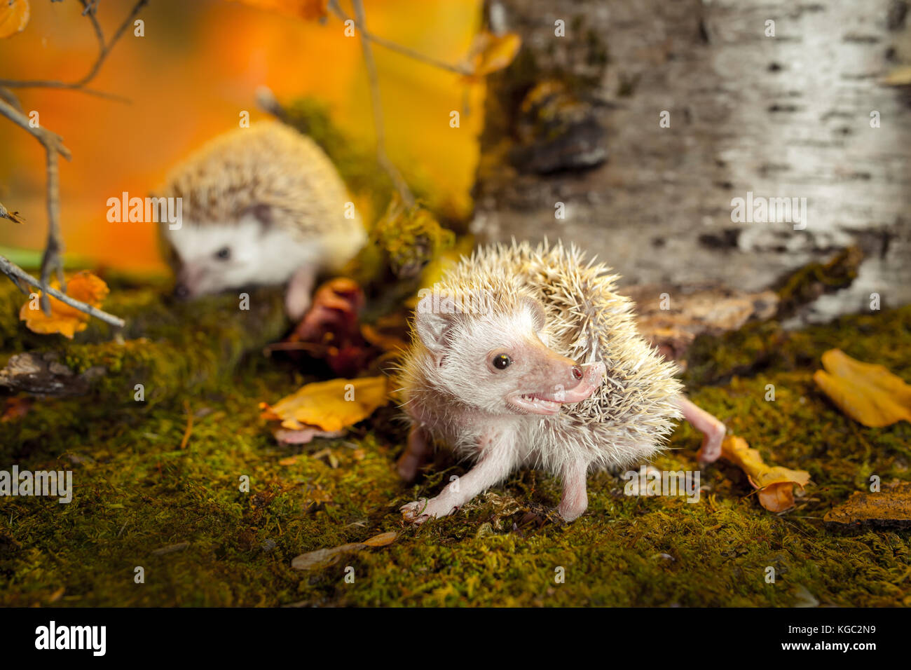 African pygmy hedgehogs on moss Stock Photo Alamy