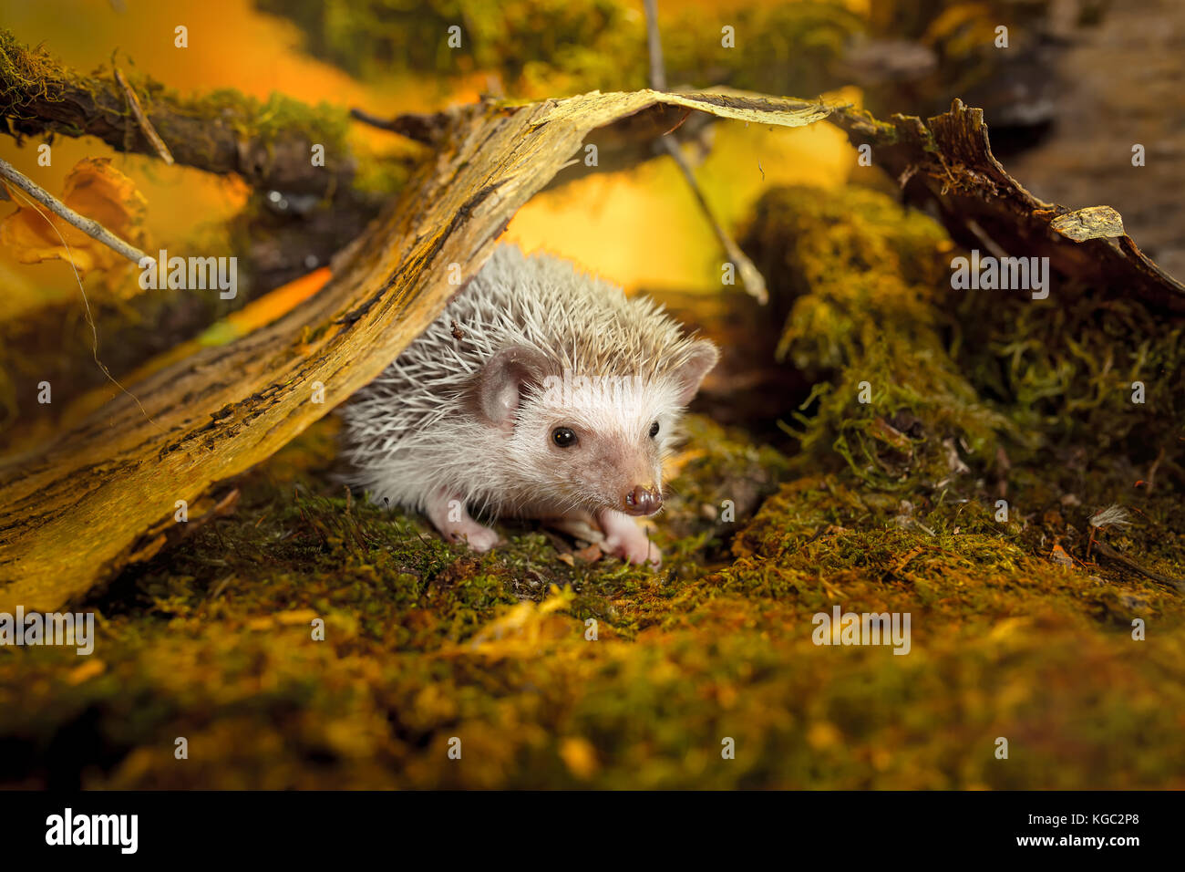 African pygmy hedgehog on moss Stock Photo Alamy