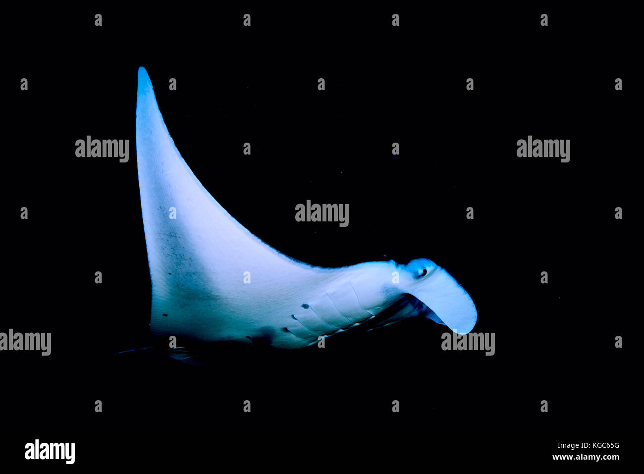 Reef Manta Ray (Manta alfredi) appears from the pitch darkness of night in Komodo National Park, Indonesia Stock Photo