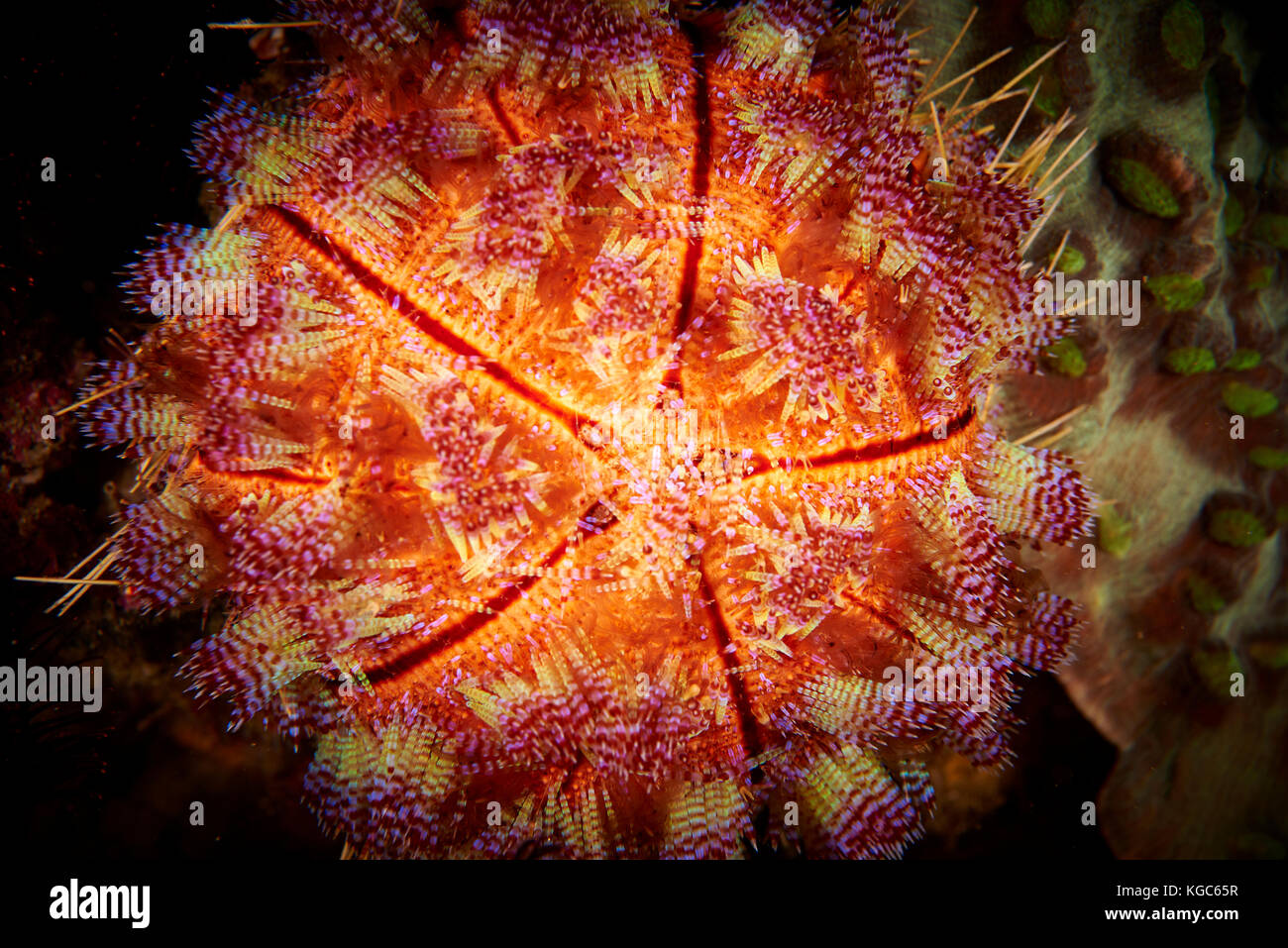 A Fire urchin in all its vibrant resplendency feeding at night in Komodo National Park, Indonesia Stock Photo