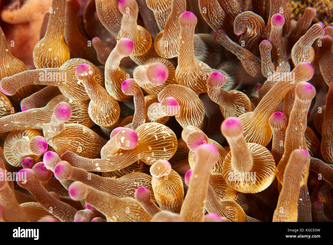 Long Tentacled Plate Coral (Heliofungia actiniformis) sway at night displaying their vibrant coloration - Komodo National Park, Indonesia Stock Photo