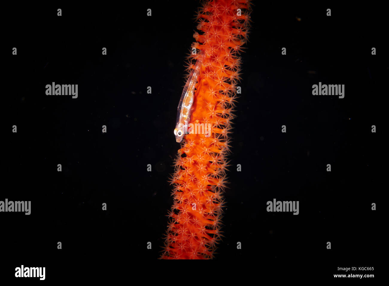 Whip Coral Goby (Bryaninops yongei) on an orange whip coral against a black background - Komodo National Park, Indonesia Stock Photo
