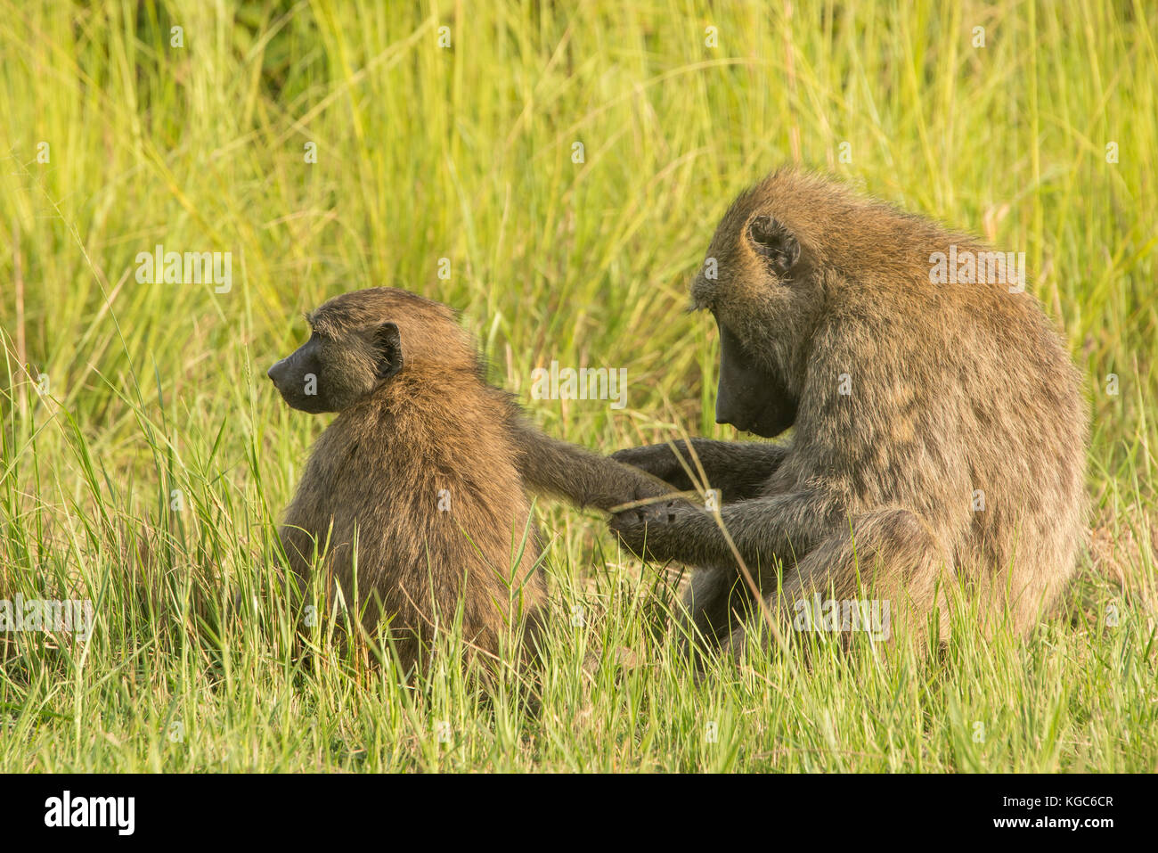 Olive baboon grooming  one of its group. Murchison Falls National Park, Uganda. Stock Photo
