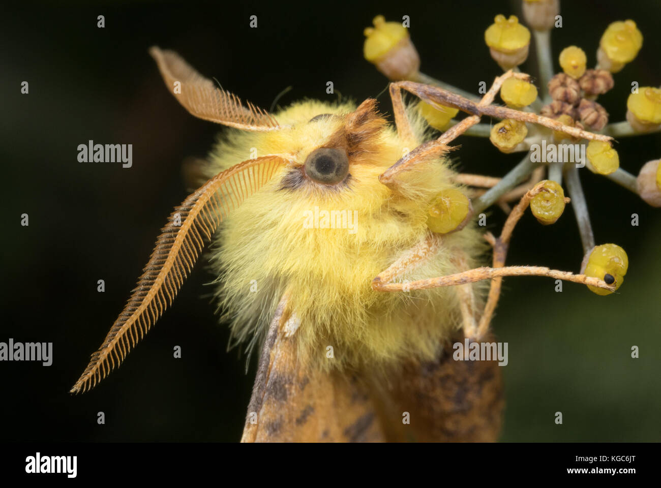 Canary thorn moth; exotic-looking British garden wildlife. Stock Photo