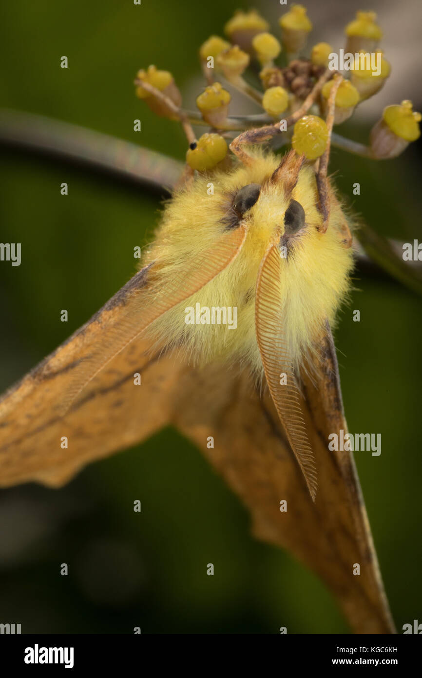 Canary thorn moth; exotic-looking British garden wildlife. Stock Photo