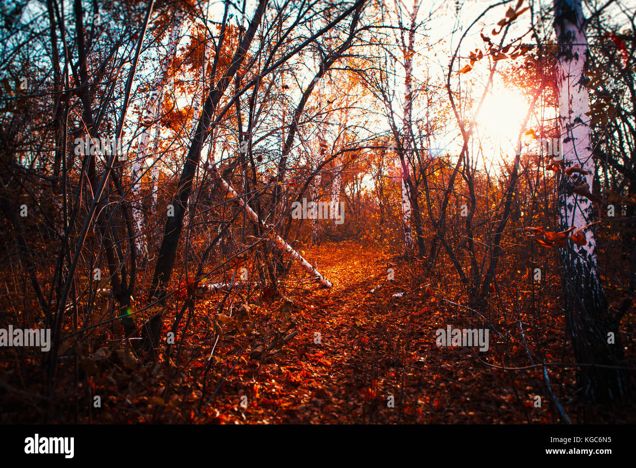 autumn leaves are large in the forest Stock Photo - Alamy