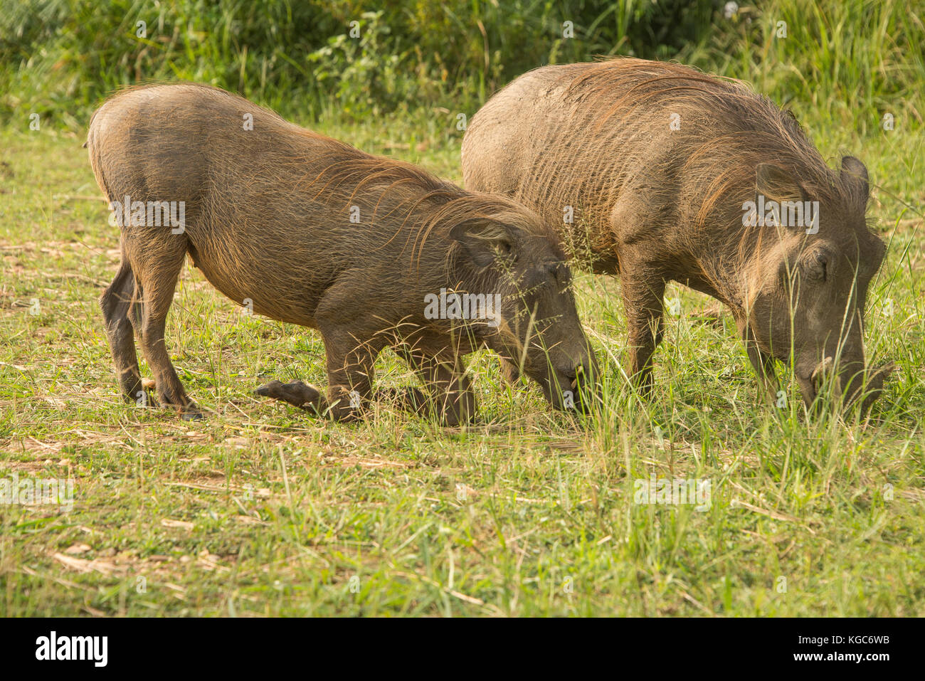 Common warthog in Murchison Falls National Park, Uganda Stock Photo