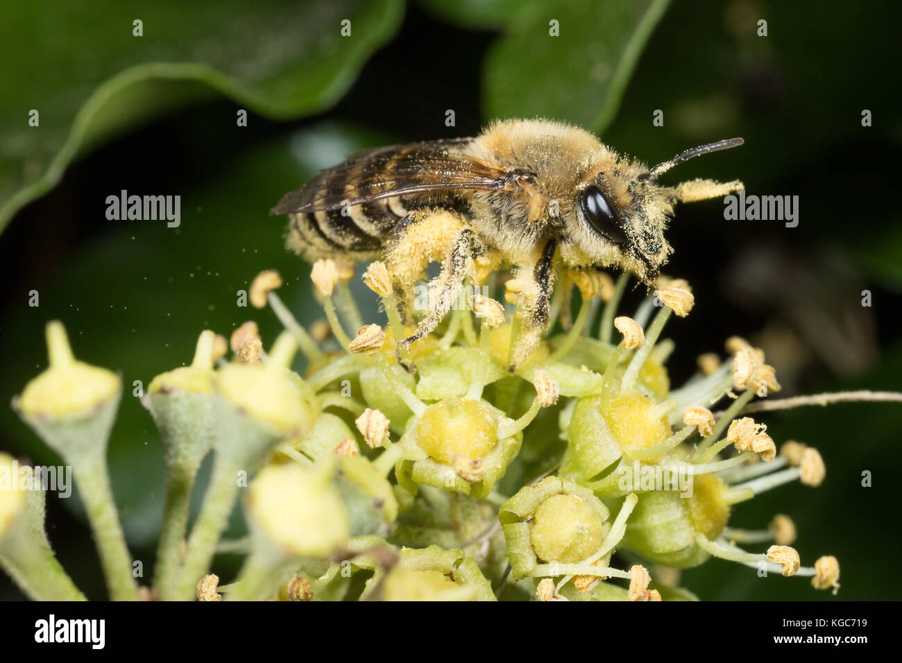 Ivy bee uk hires stock photography and images Alamy