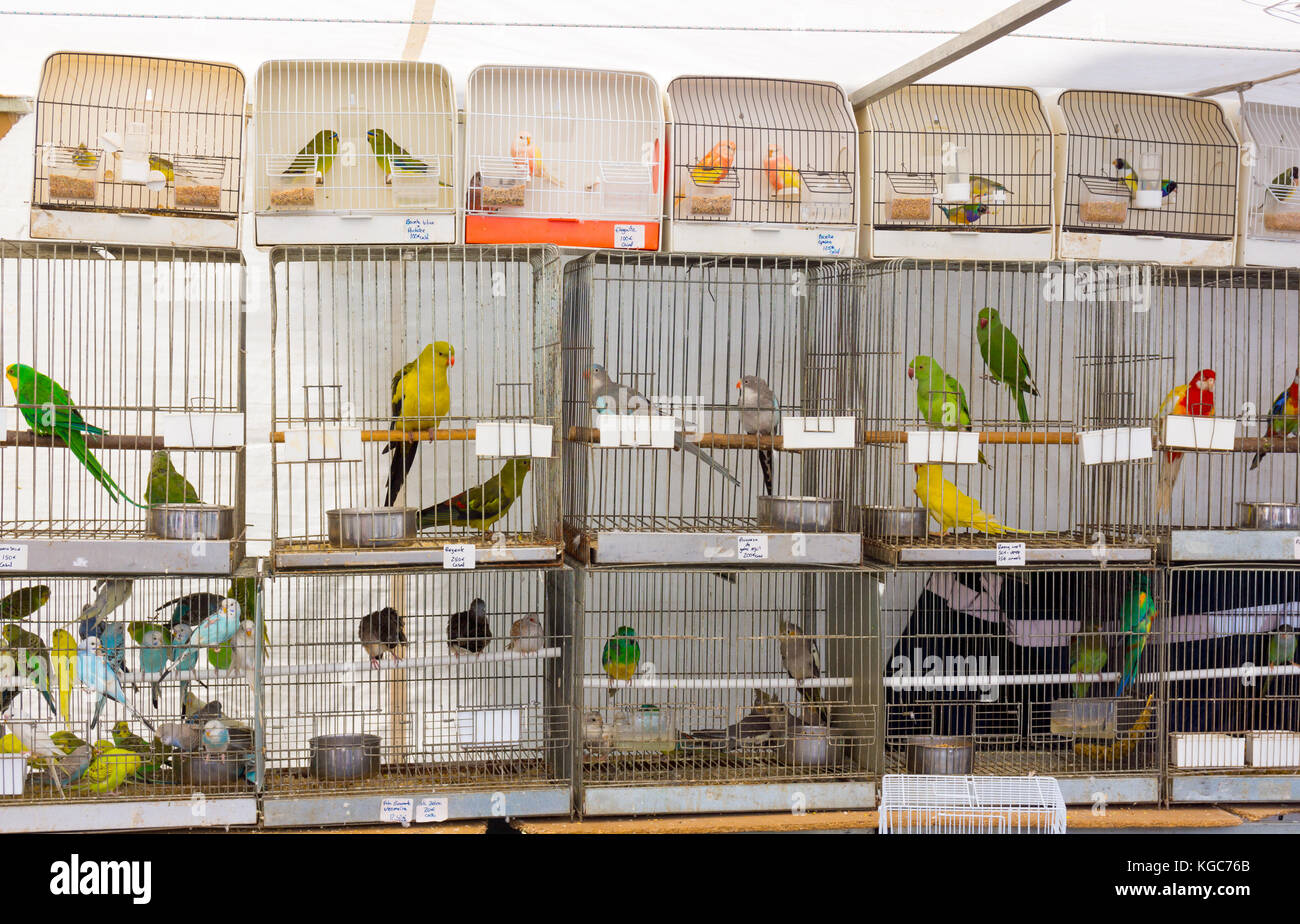 Parrots for sale at pet shop Stock 