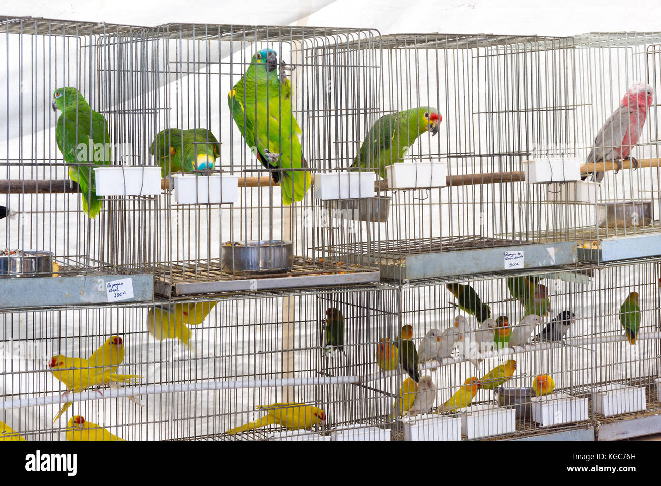 pet bird store