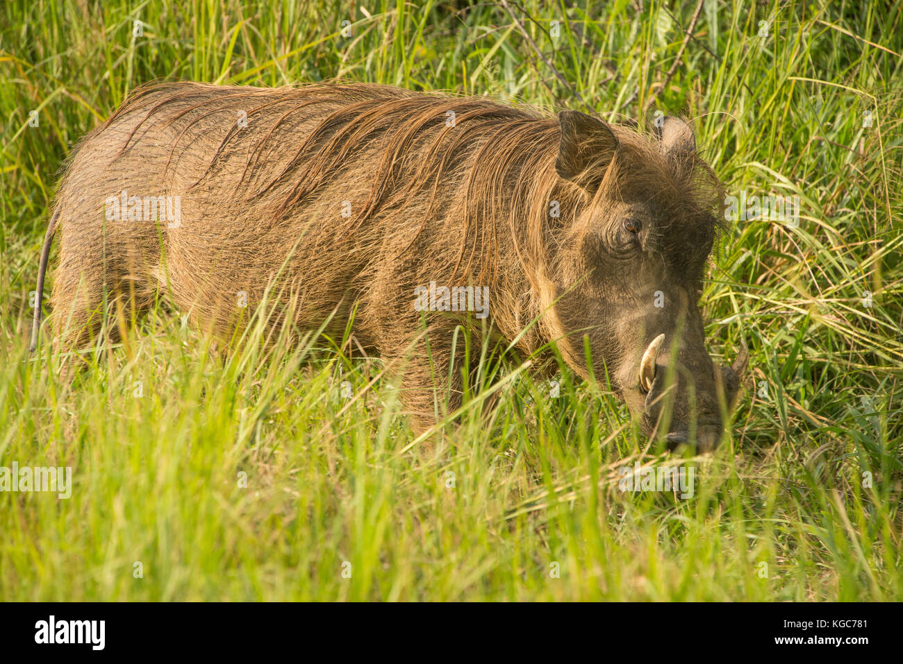 Common warthog in Murchison Falls National Park, Uganda Stock Photo