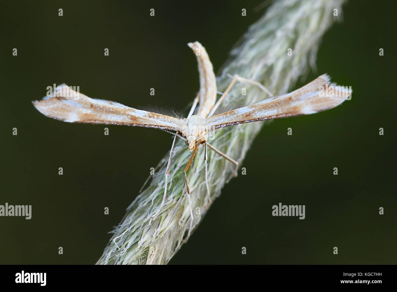 Yarrow plume moth, Gillmeria pallidactyla Stock Photo