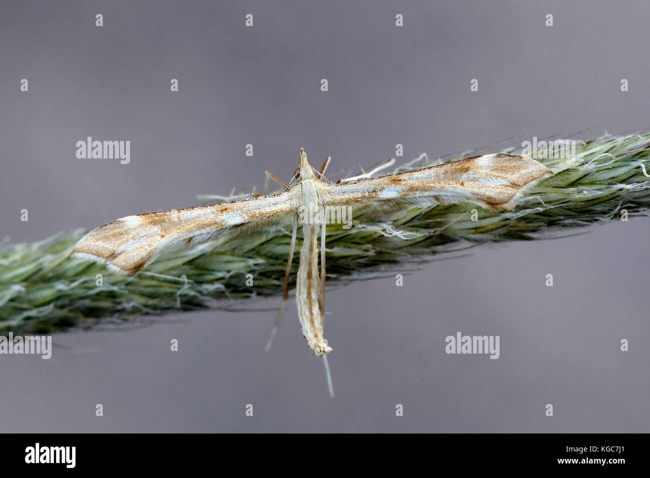 Yarrow plume moth, Gillmeria pallidactyla Stock Photo
