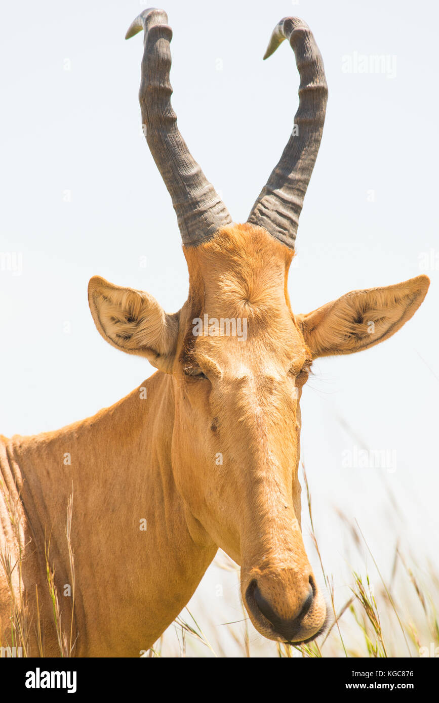 Lelwel hartebeest (Alcelaphus buselaphus lelwel) an Endangered ...