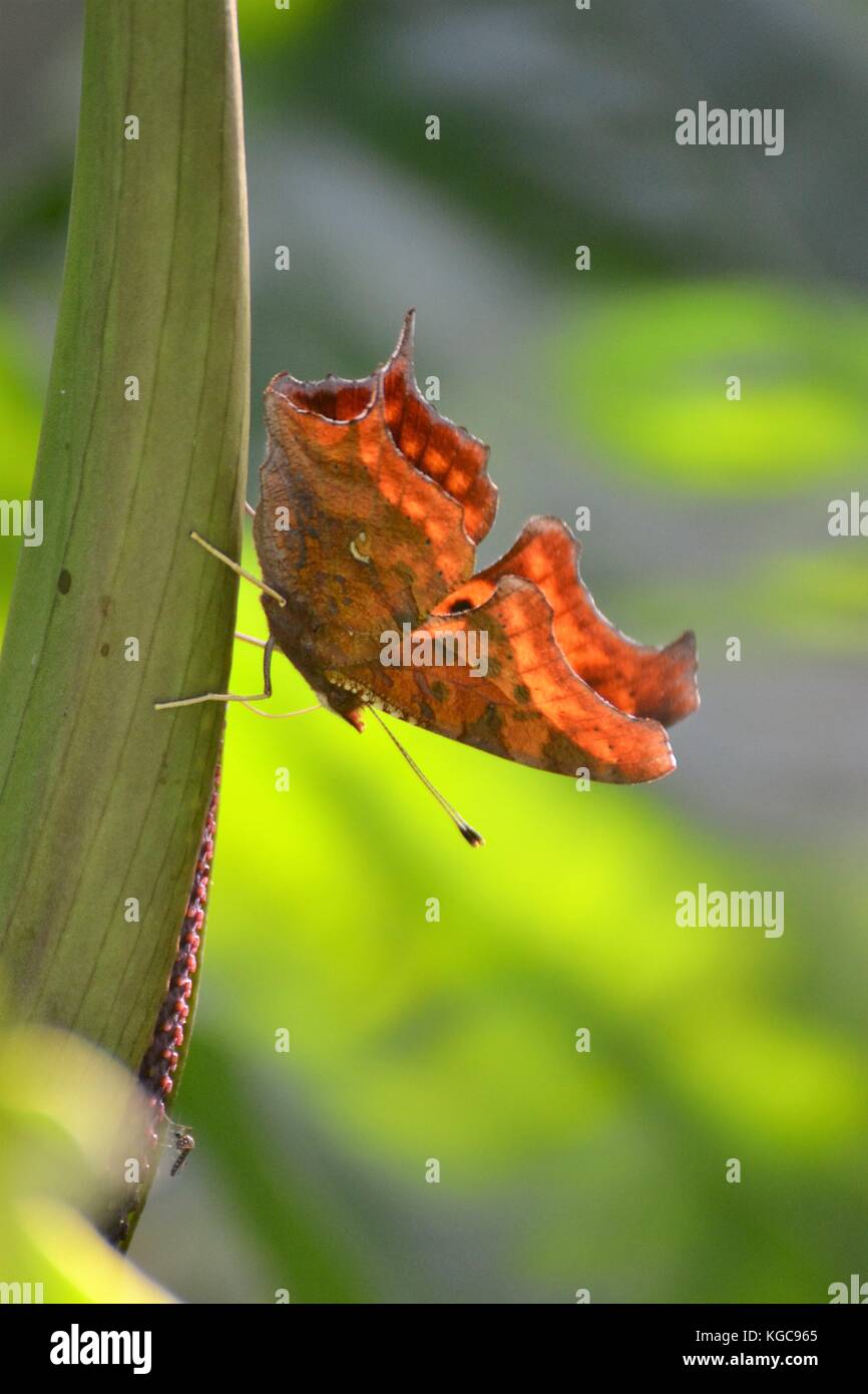 Butterfly in Garden Stock Photo