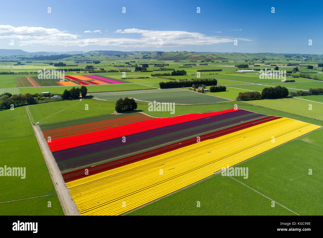 Colourful tulip fields, Edendale, Southland, South Island, New Zealand - drone aerial Stock Photo