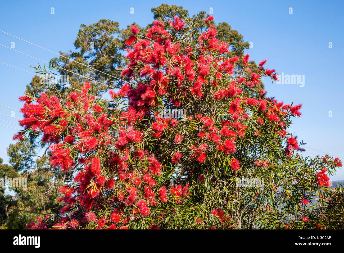 Australia, New South Wales, Central Coast, Red bottlebrush in full flower at Umina Beach Stock Photo