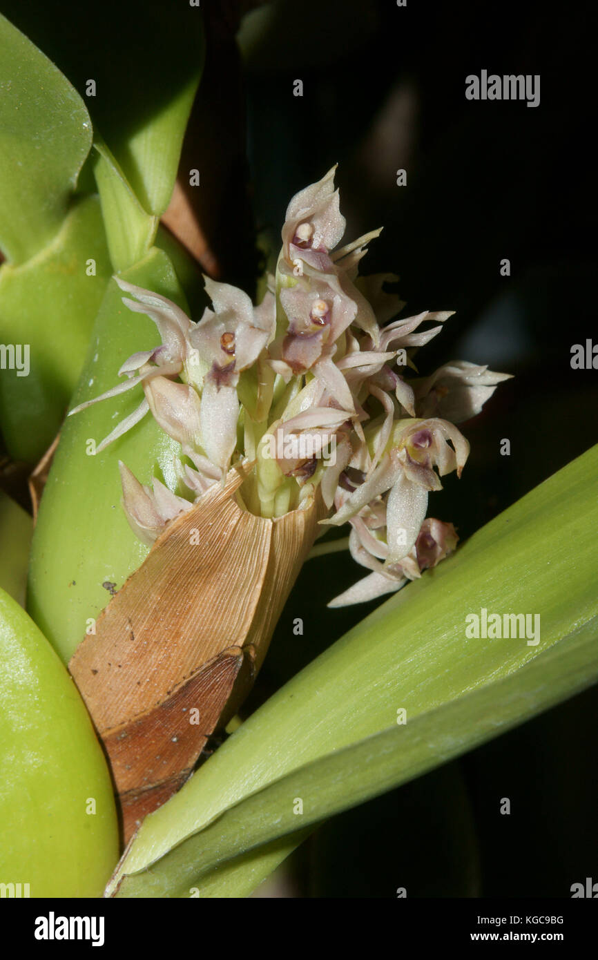 Maxillaria densa Stock Photo