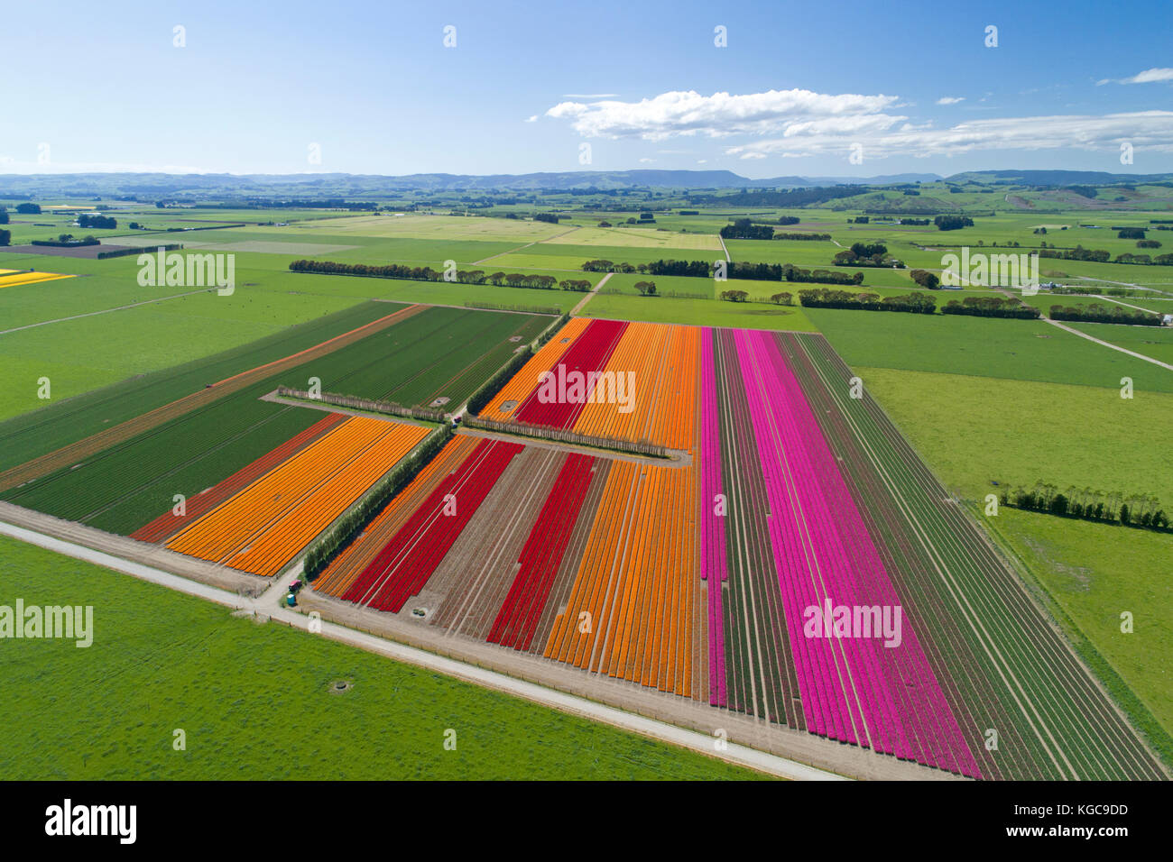 Colourful tulip fields, Edendale, Southland, South Island, New Zealand - drone aerial Stock Photo