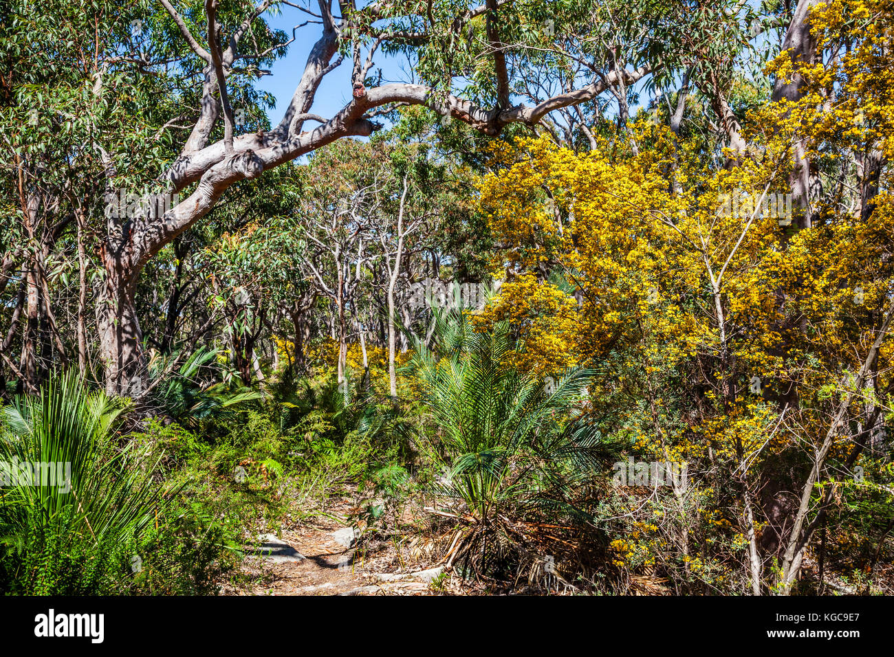 Australia, New South Wales, Central Coast, Bouddi National Park, yellow flowering Graceful Bush Pea and ancient cycad ferns grow below a forest of Ang Stock Photo
