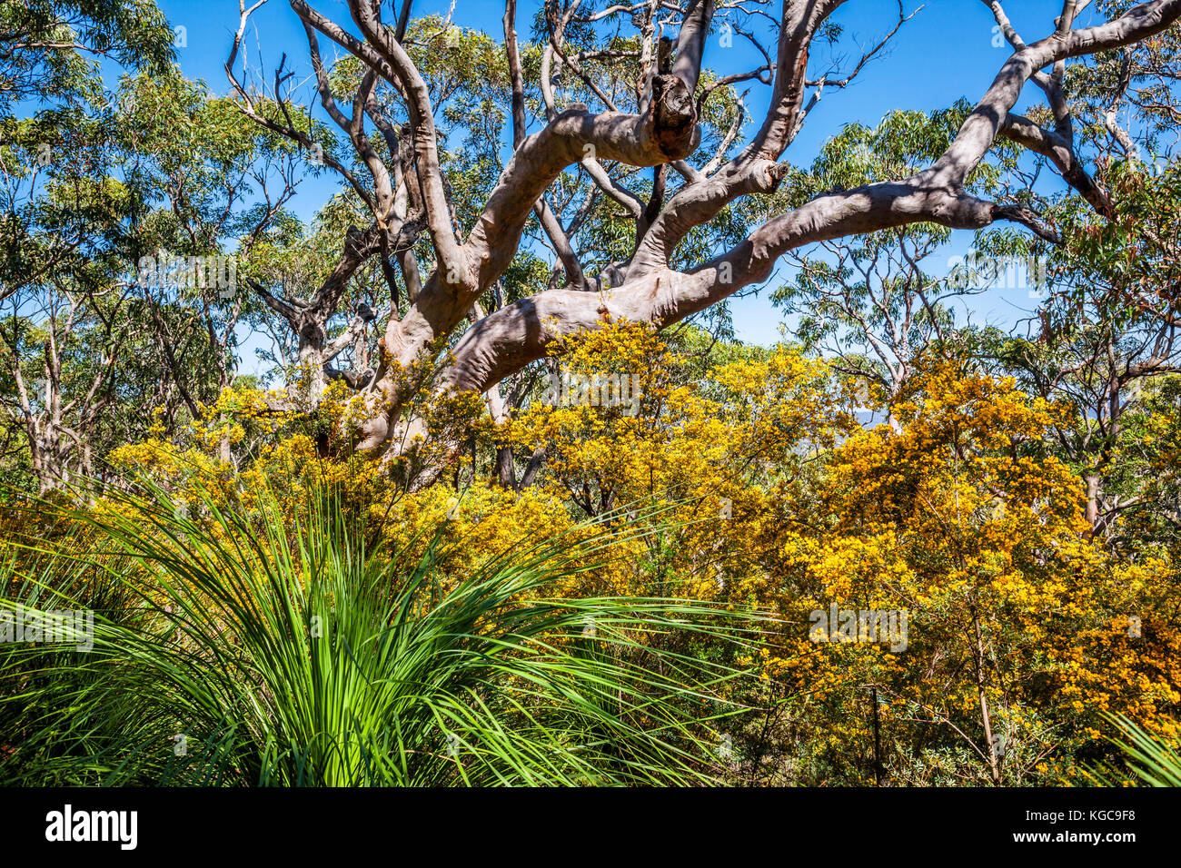 Australia, New South Wales, Central Coast, Bouddi National Park, yellow flowering Graceful Bush Pea grow below a forest of Angophora costata, Sydney R Stock Photo