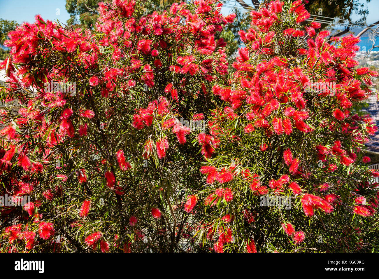 Australia, New South Wales, Central Coast, Red bottlebrush in full flower at Umina Beach Stock Photo