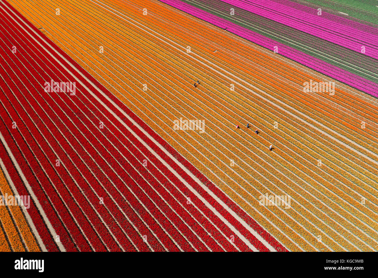 Workers in colourful tulip fields, Edendale, Southland, South Island, New Zealand - drone aerial Stock Photo