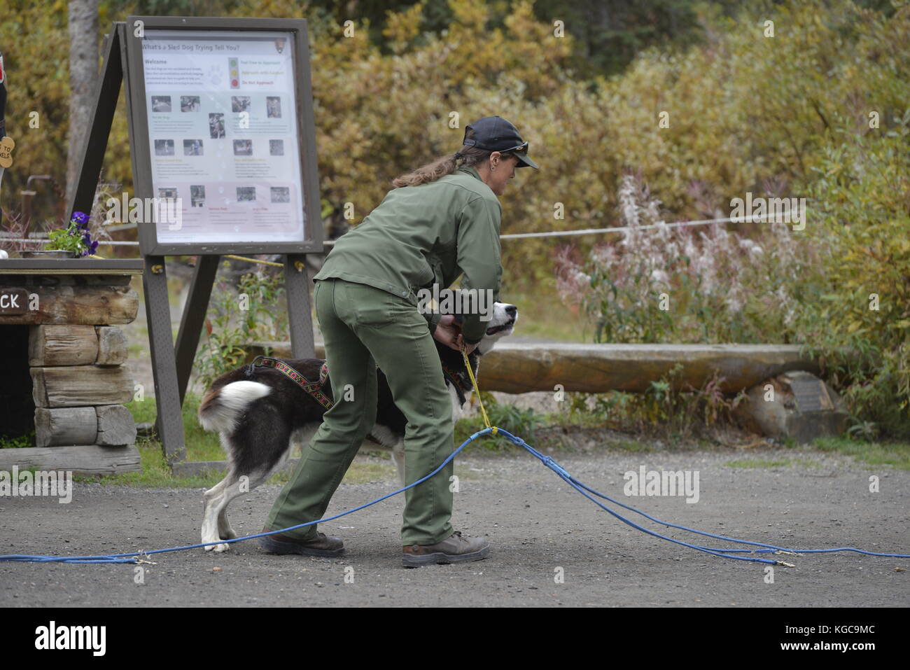 Sled Dog, Dog Sled, Dog, Park Visitors, Kennel, Dog Kennel, Denali