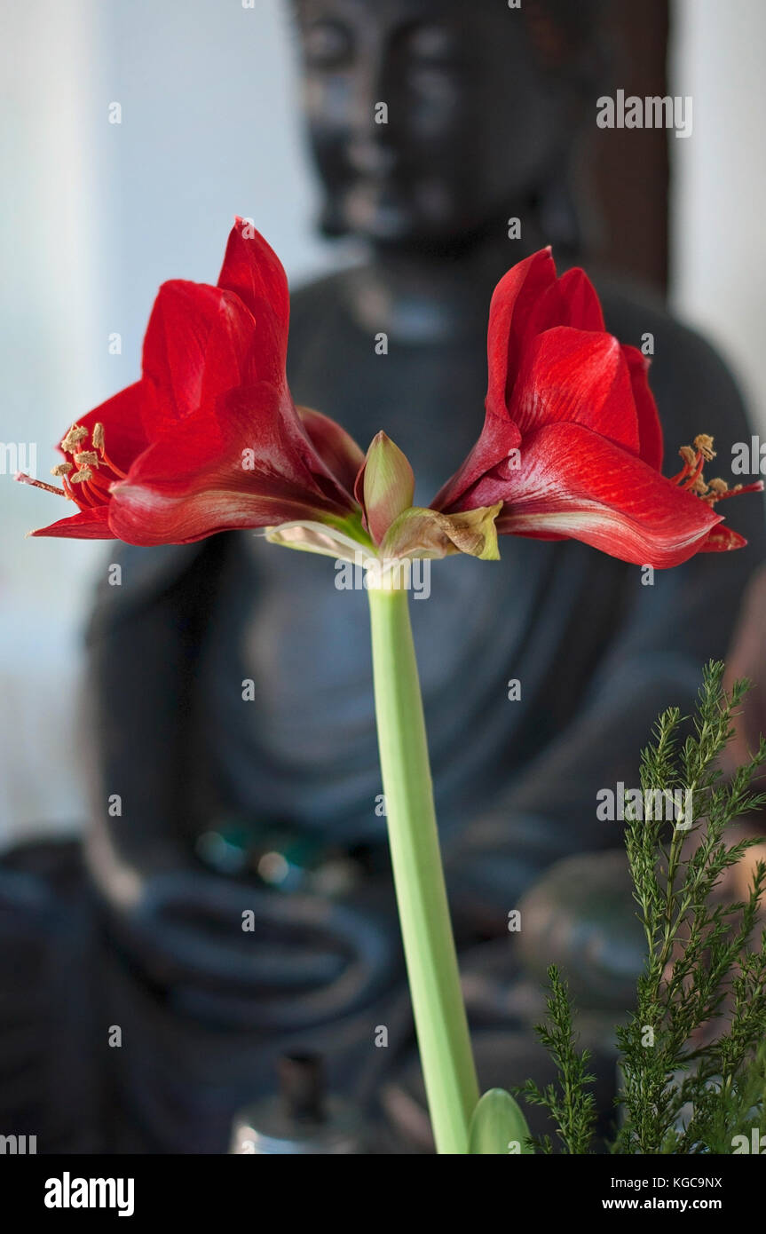 Red amaryllis in front of Buddhas in a peaceful environment Stock Photo