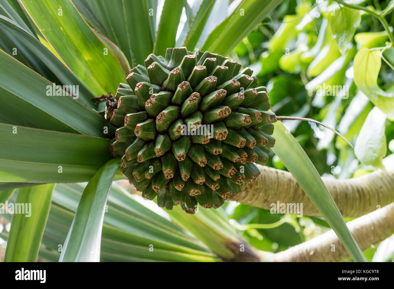 Fruit of a  tropical common screwpine Stock Photo