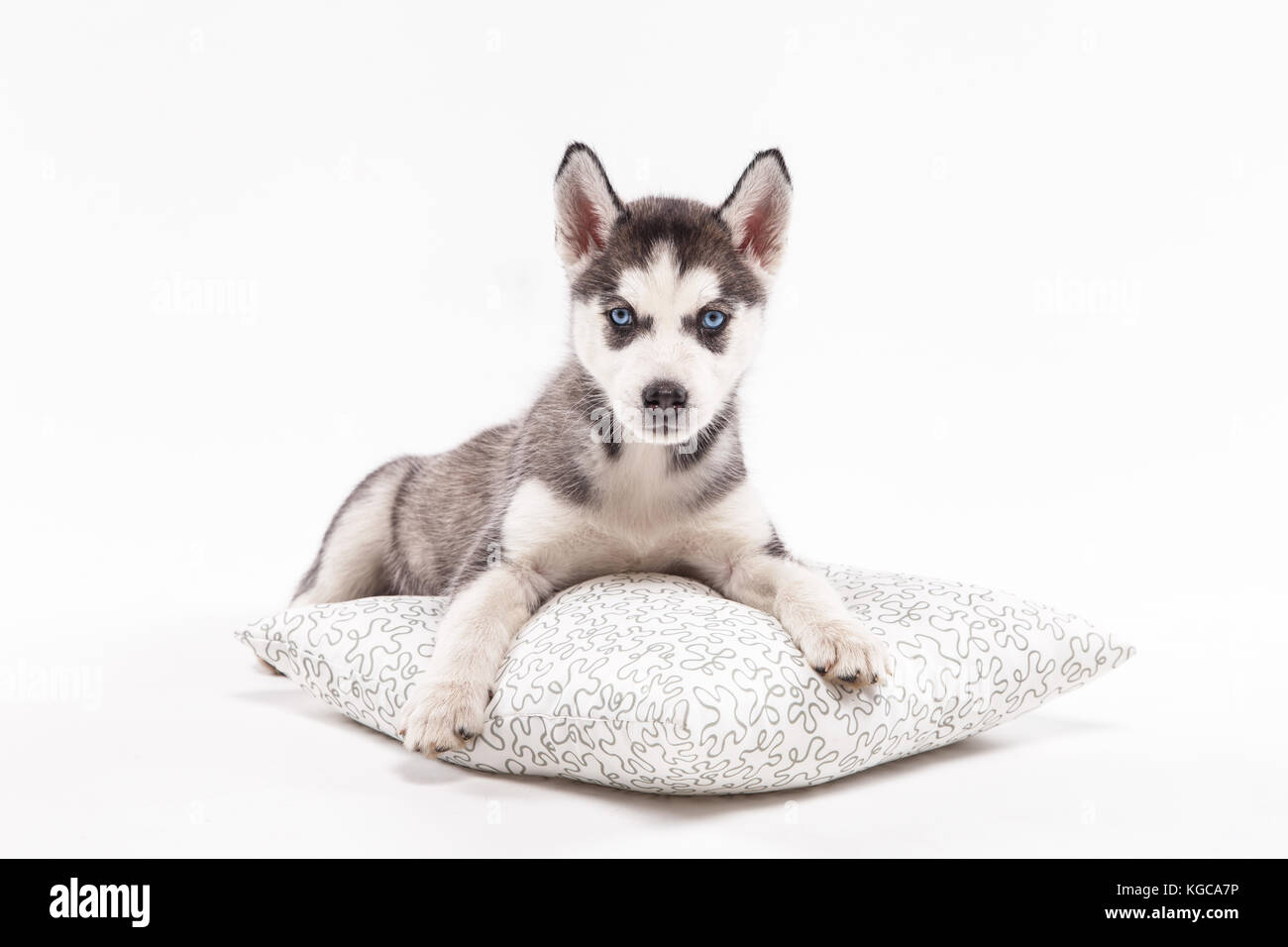 Husky puppy on a white background Stock Photo