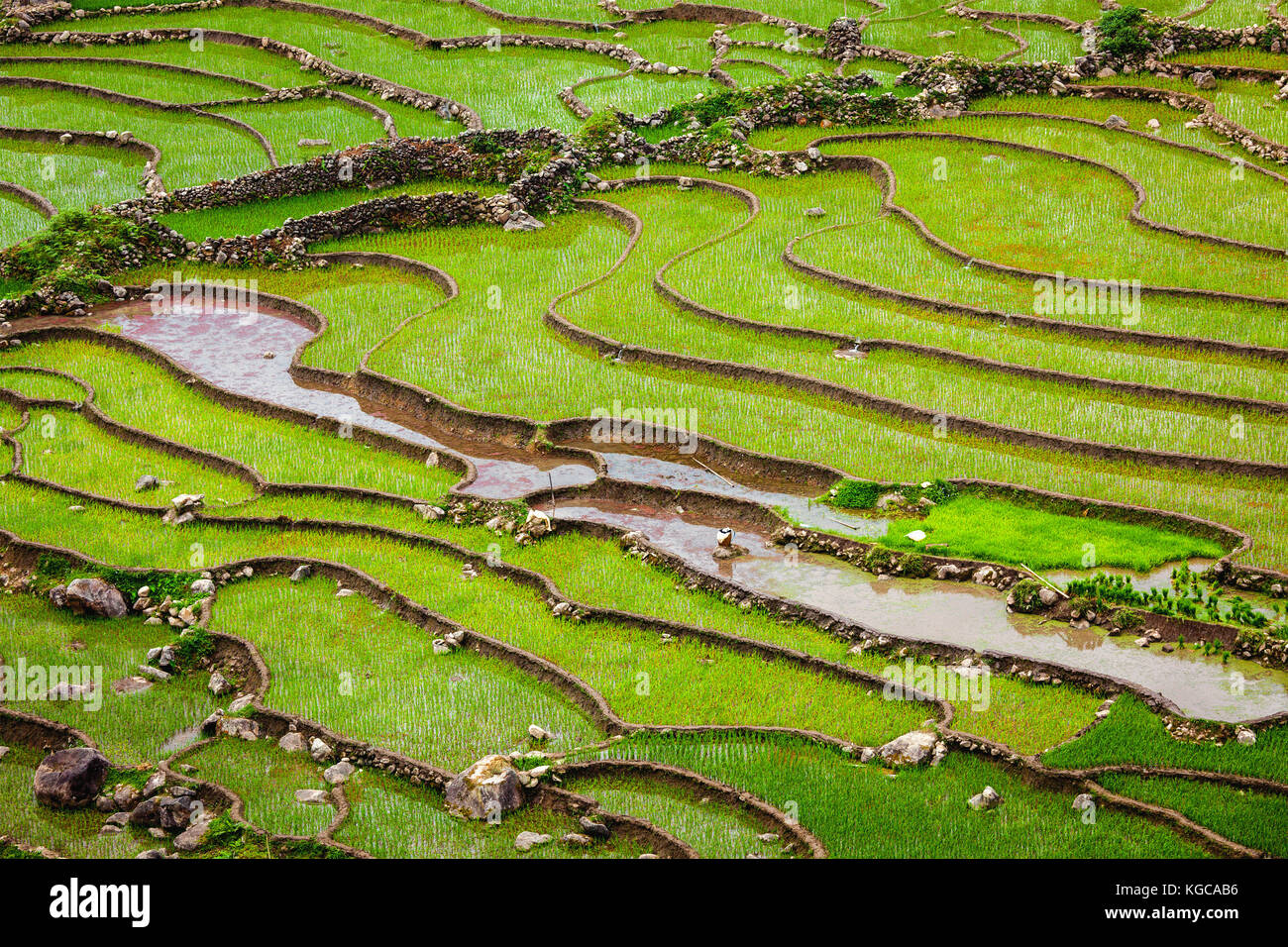 Rice field terraces, Vietnam Stock Photo