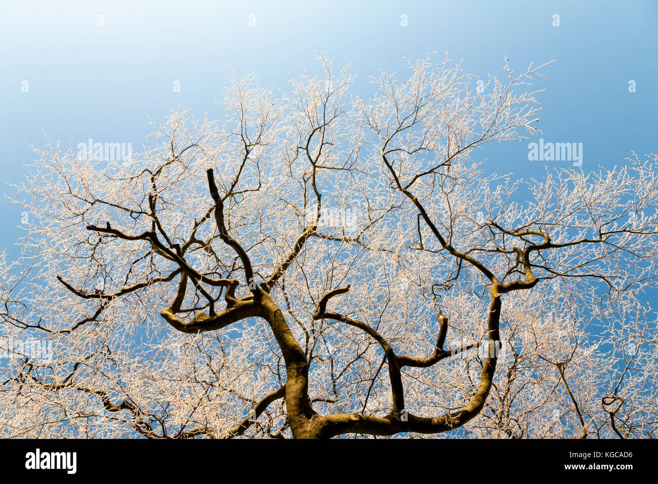 Top half of a wintry tree with frost covering every branch, clear bright blue sky in the background. Stock Photo