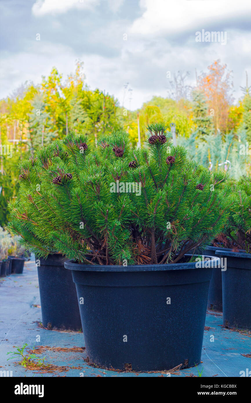 Small pine trees with brown cones are sold in black pots in garden center Stock Photo