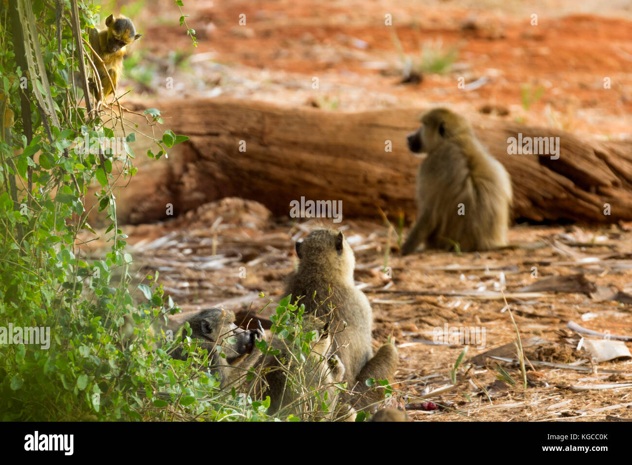A baby olive baboon has fun climbing whilst the rest of the troop relaxes in the early morning sunlight Stock Photo