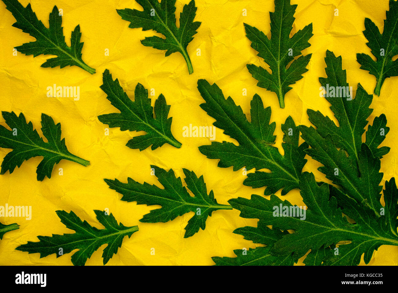 Green Chrysanthemum Leaves On Yellow Crumpled Paper Background Stock Photo Alamy