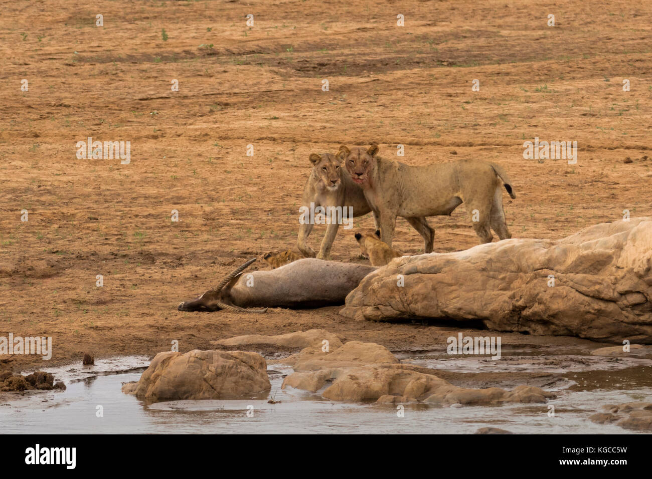 Two lionesses and two cubs are contented after hunting a water buck in Tsavo East National Park, Kenya Stock Photo