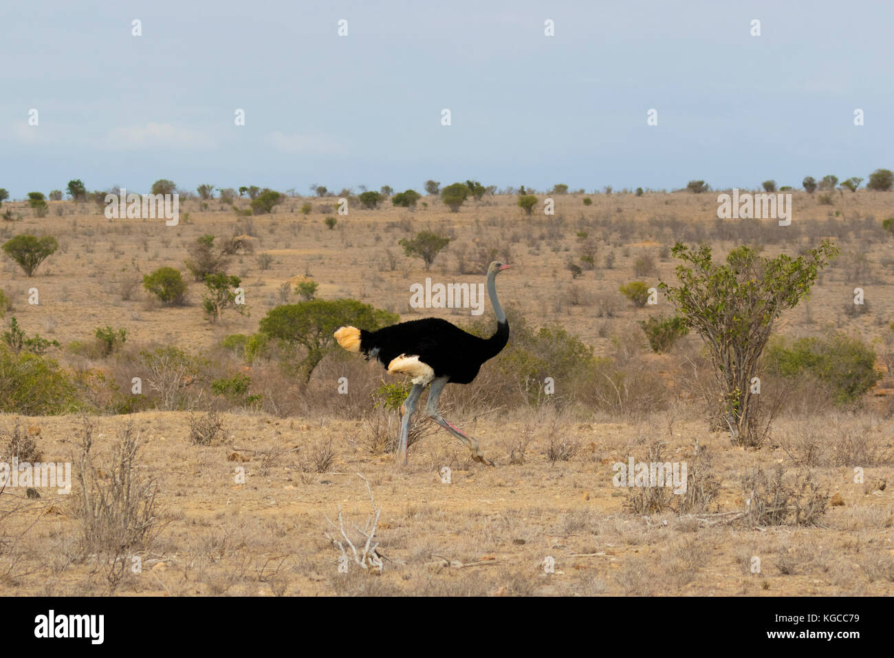 A blue-knecked Somali Ostrich runs through the savanna in Tsavo East. Listed on the IUCN Red List as vulnerable. Stock Photo