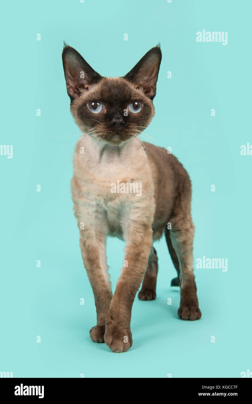 Pretty standing seal point devon rex cat with blue eyes facing the camera on a mint blue background Stock Photo