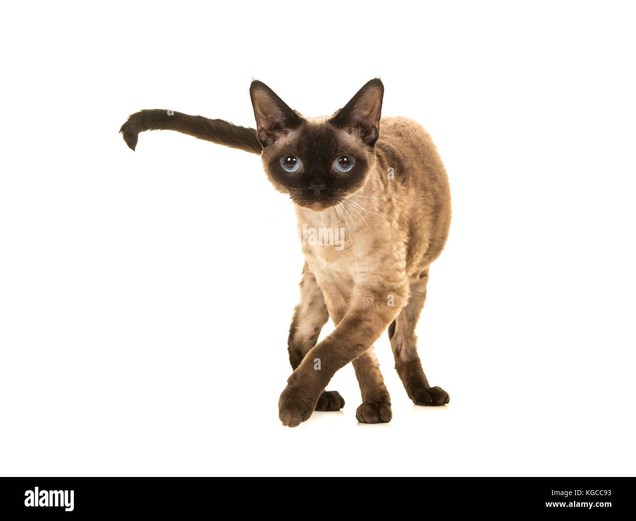 Devon rex cat standing Cut Out Stock Images & Pictures - Alamy