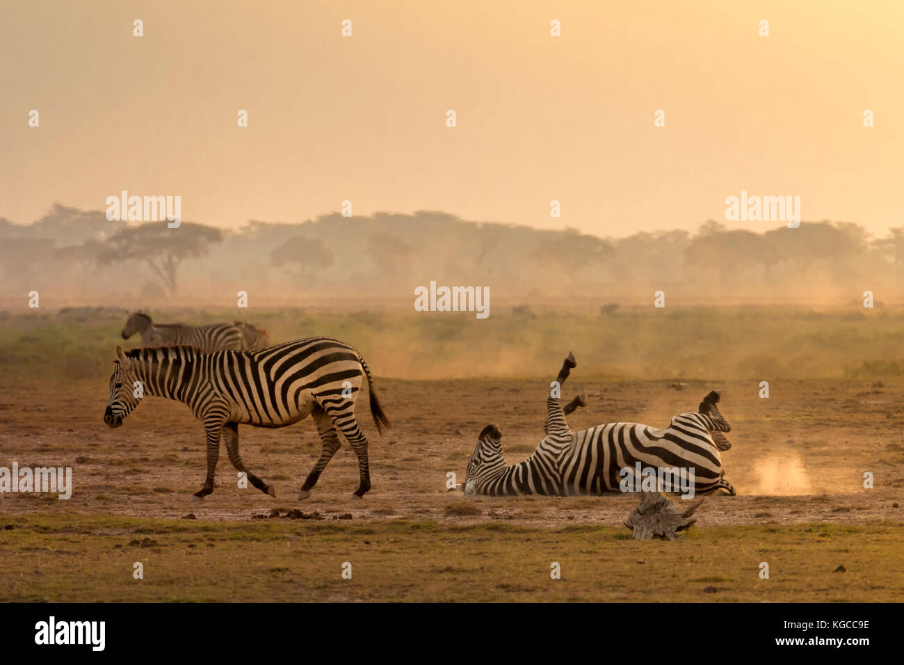 Africa sunset plains zebra hi-res stock photography and images - Alamy