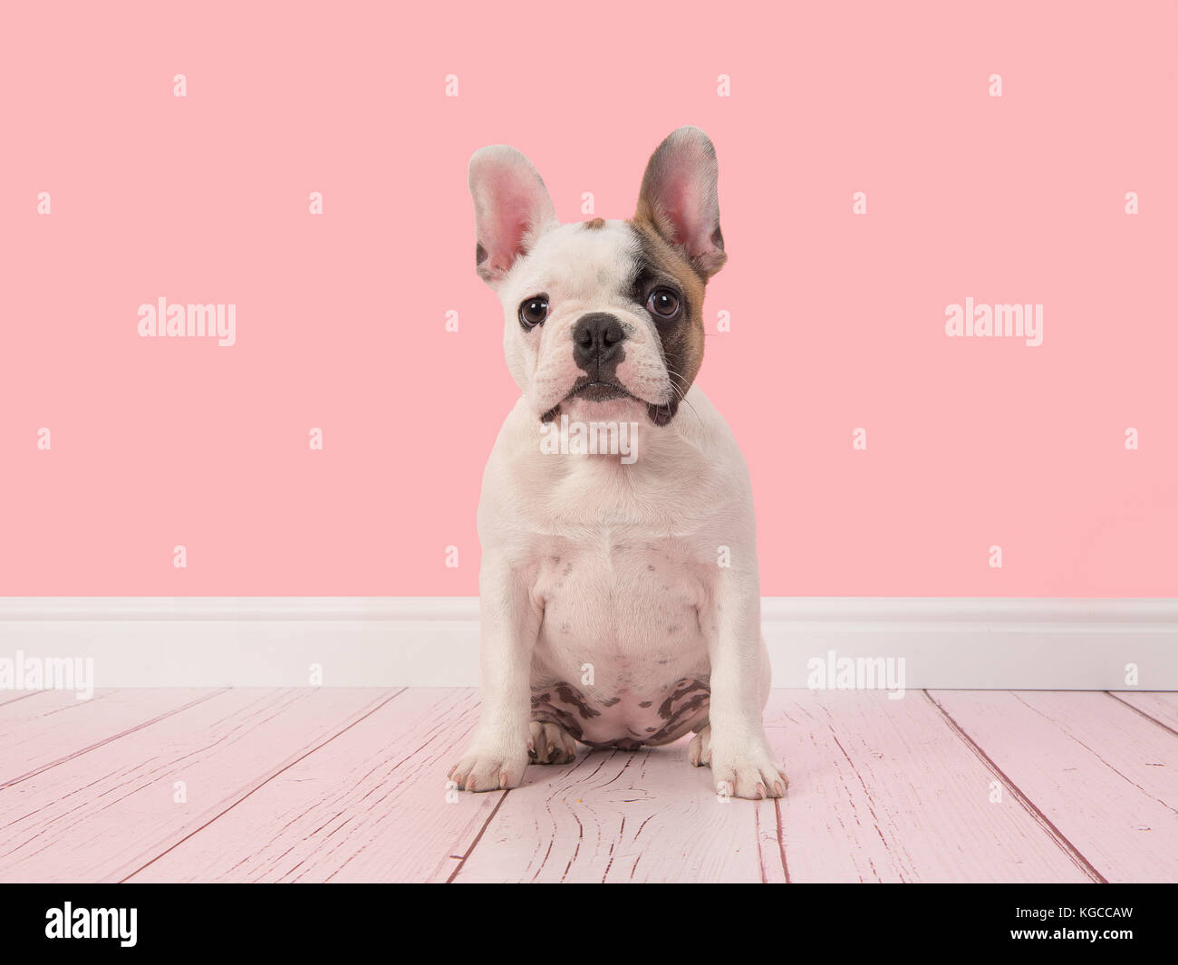Cute white and brown french bulldog puppy sitting in a pink living room  setting facing the camera Stock Photo - Alamy