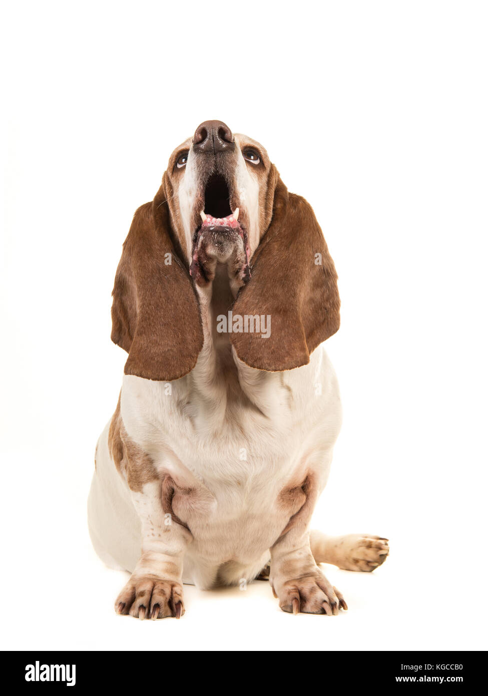 Basset hound sitting and looking up with its mouth open seen from