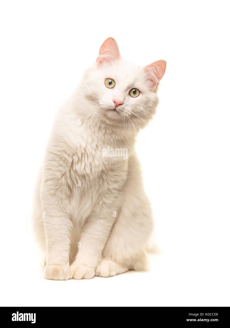 White sitting turkish angora cat sitting and leaning forward to look in the camera isolated on a white background Stock Photo