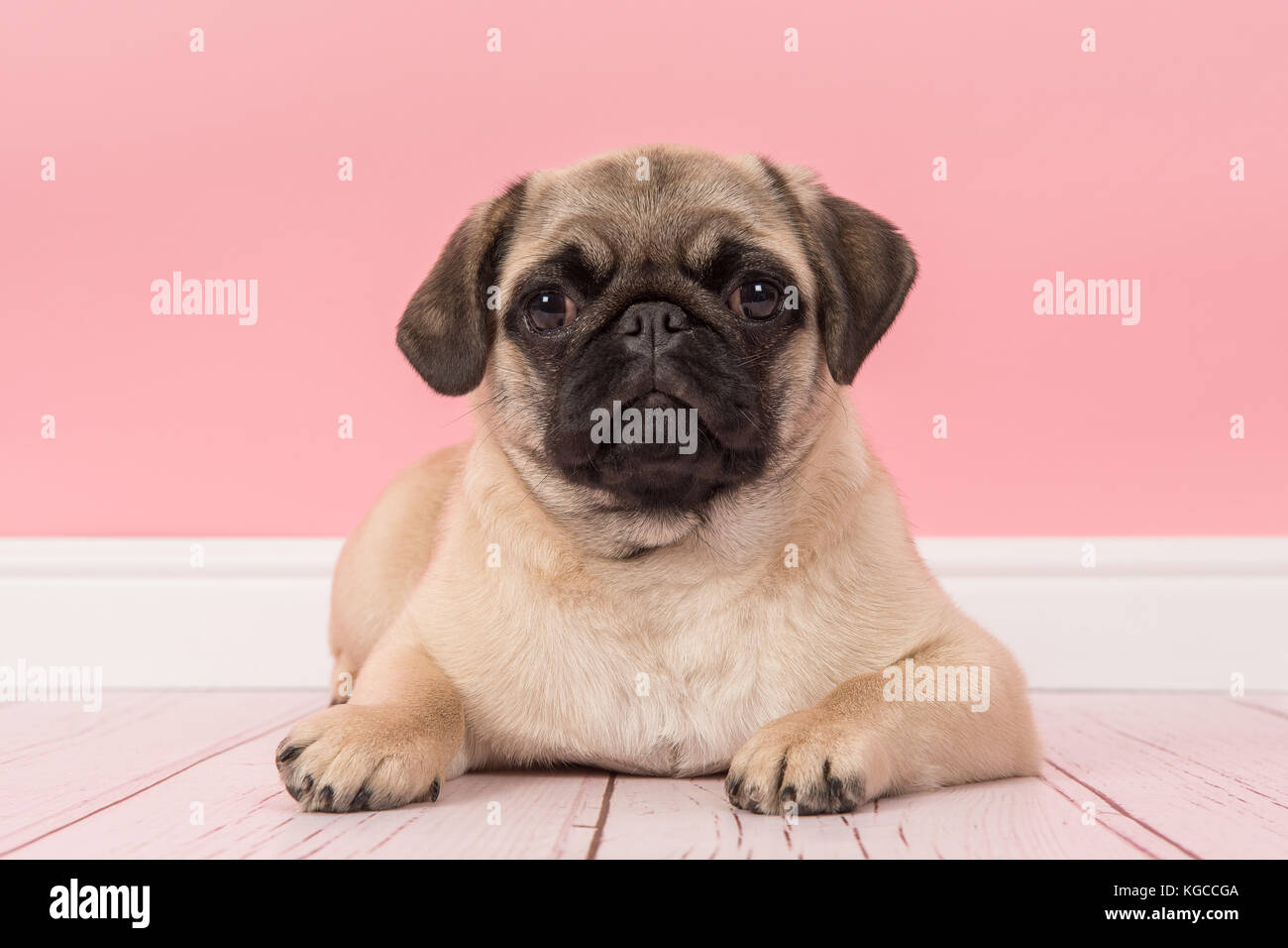 Cute young pug dog lying on the floor looking at the camera in a pink ...