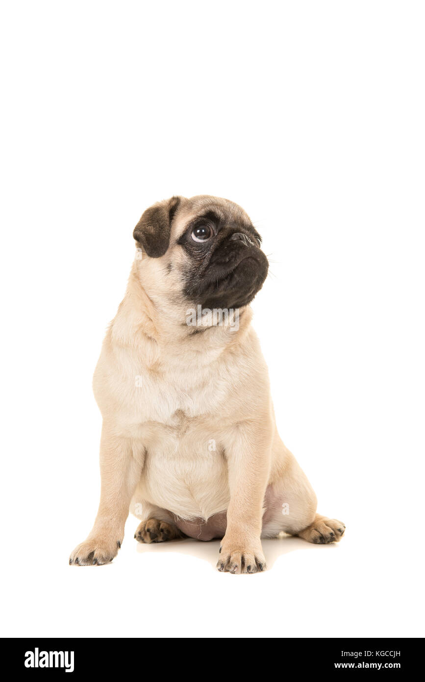 Cute sitting young pug dog looking up isolated on a white background ...