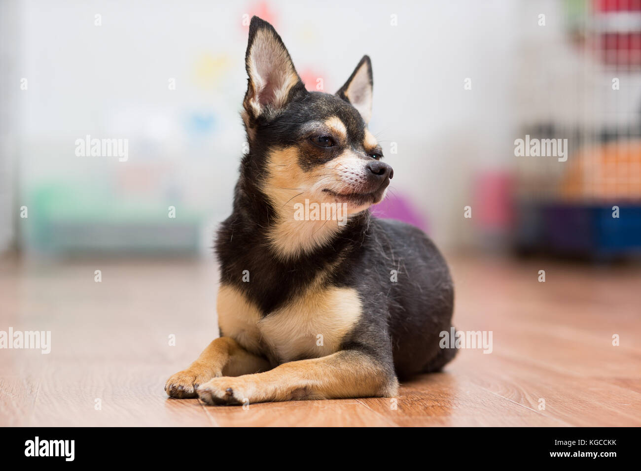 Decorative Dog Collar Stock Photos Decorative Dog Collar Stock